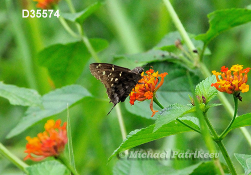 Dorantes Longtail (Urbanus dorantes)